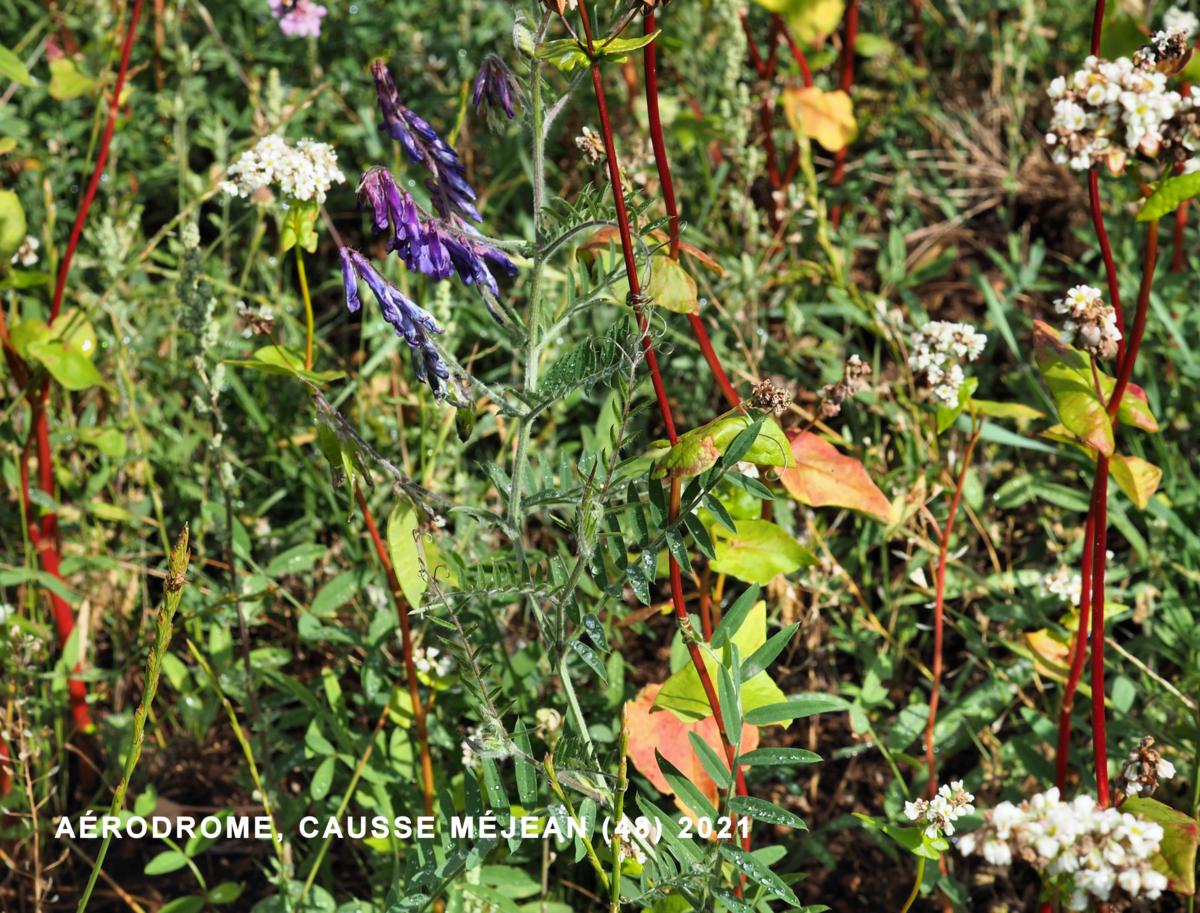 Vetch, Hairy plant